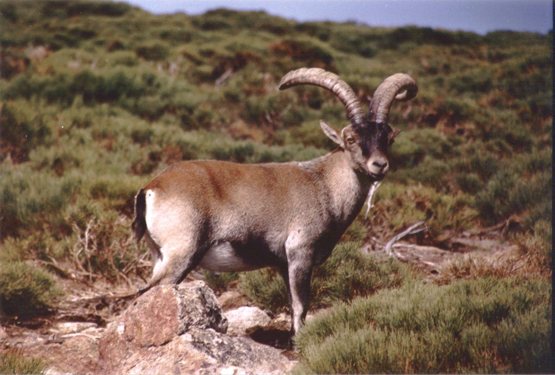 Gredos-steenbokjacht in Midden-Spanje