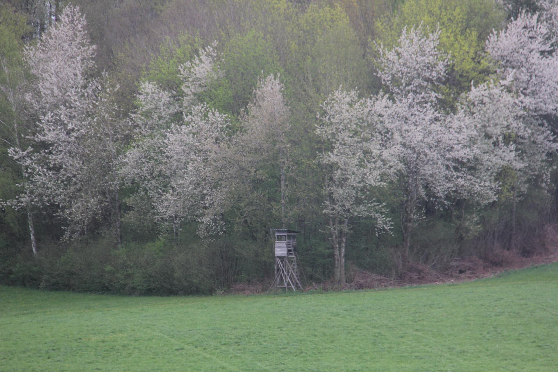 Driven Hunts, High Seats, and Stalking: What Actually Sets Them Apart