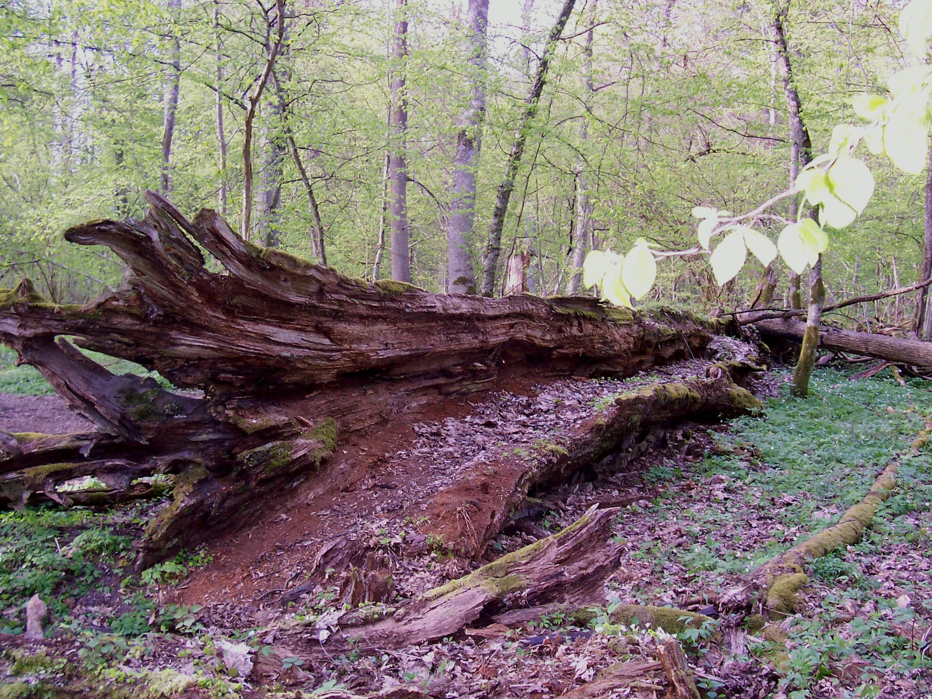 Hunting in Poland: Driven Hunts, Wild Boar and the Role of the PZŁ