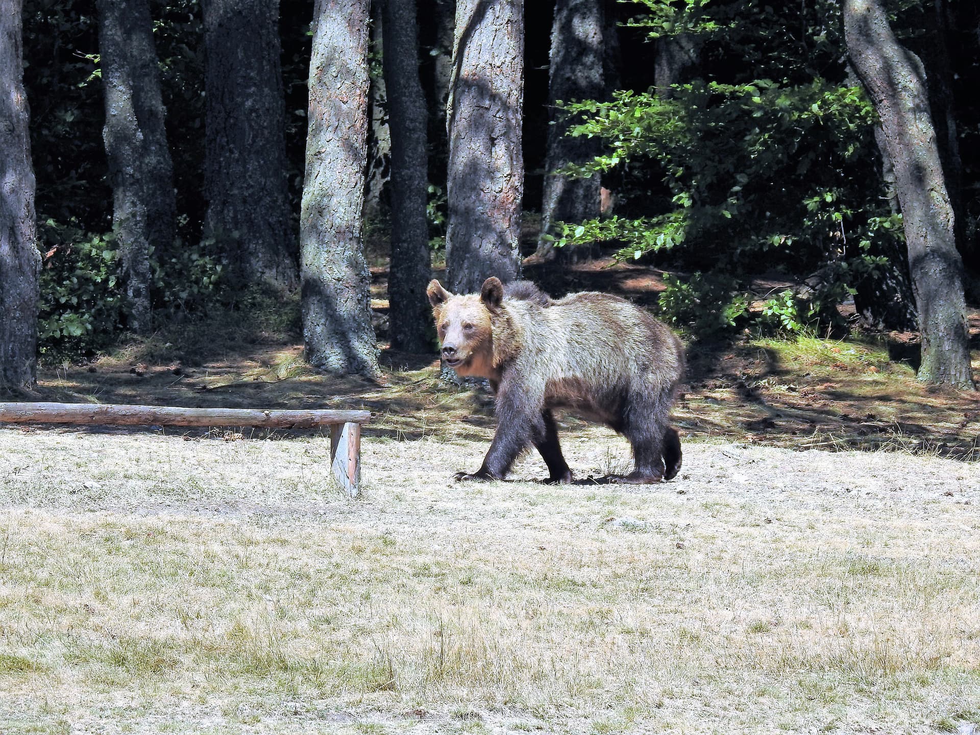 Berenjacht in de Karpaten