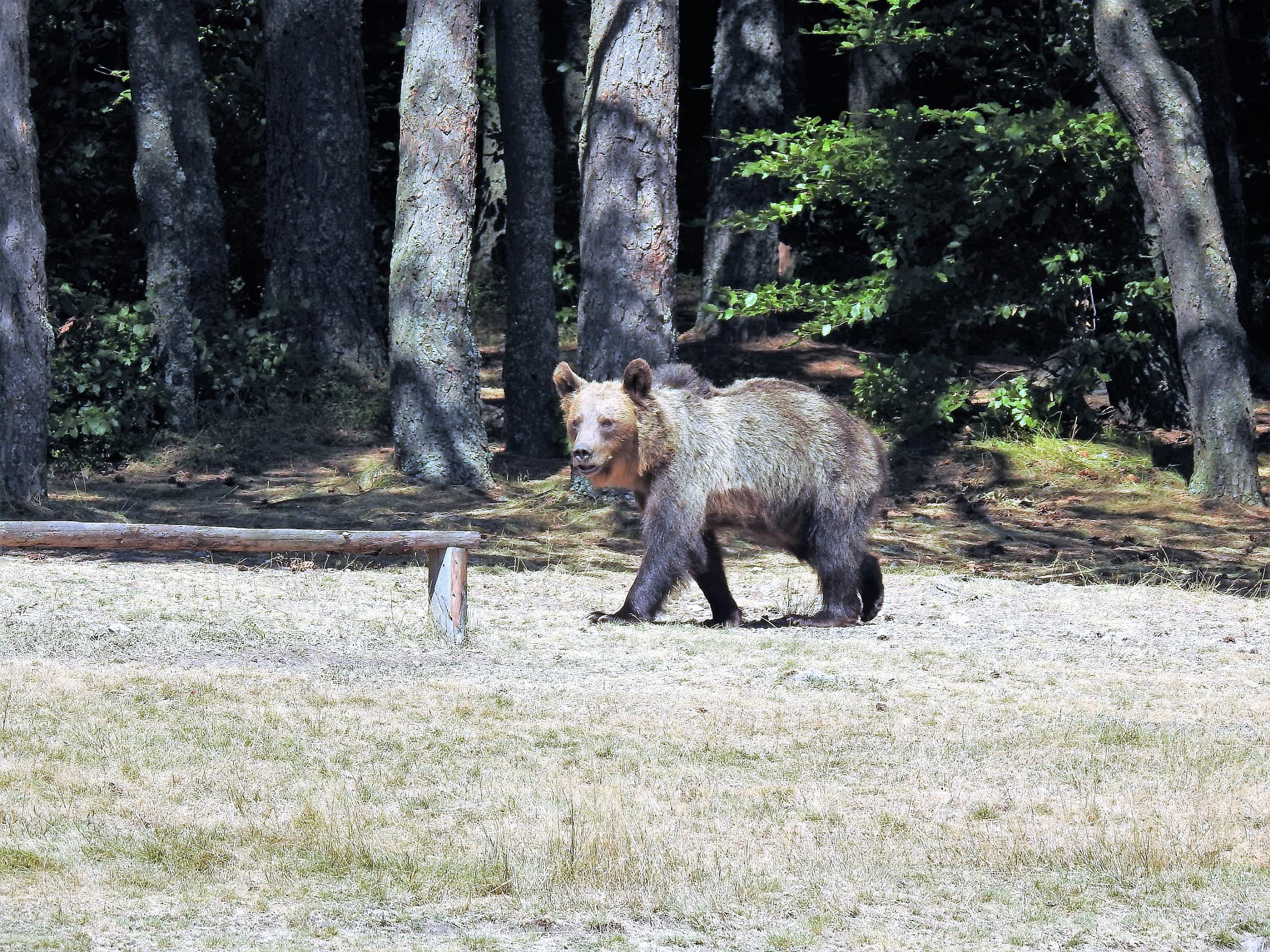 Berenjacht in de Karpaten