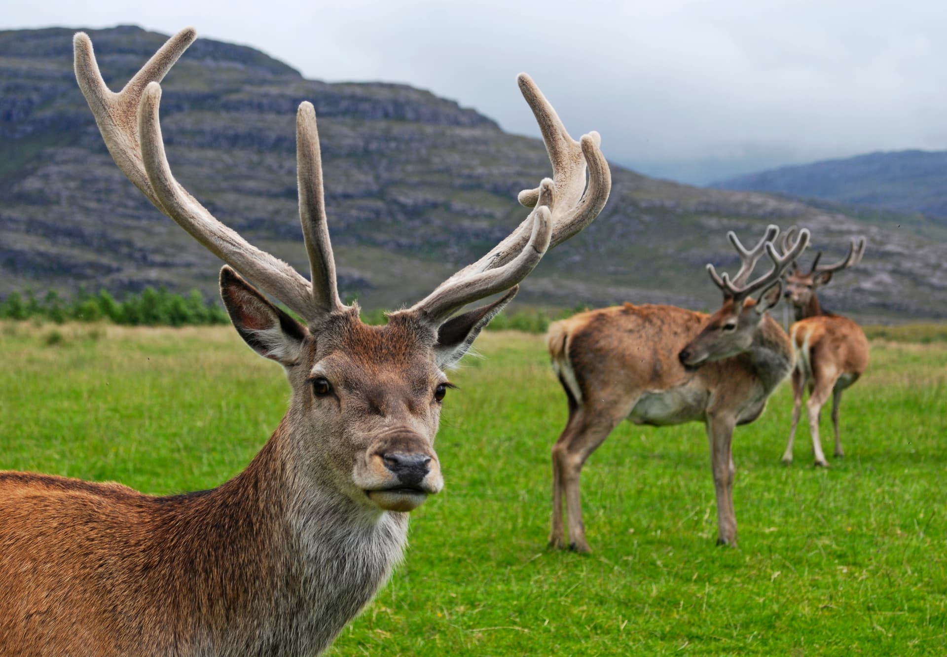 Hunting in Scotland
