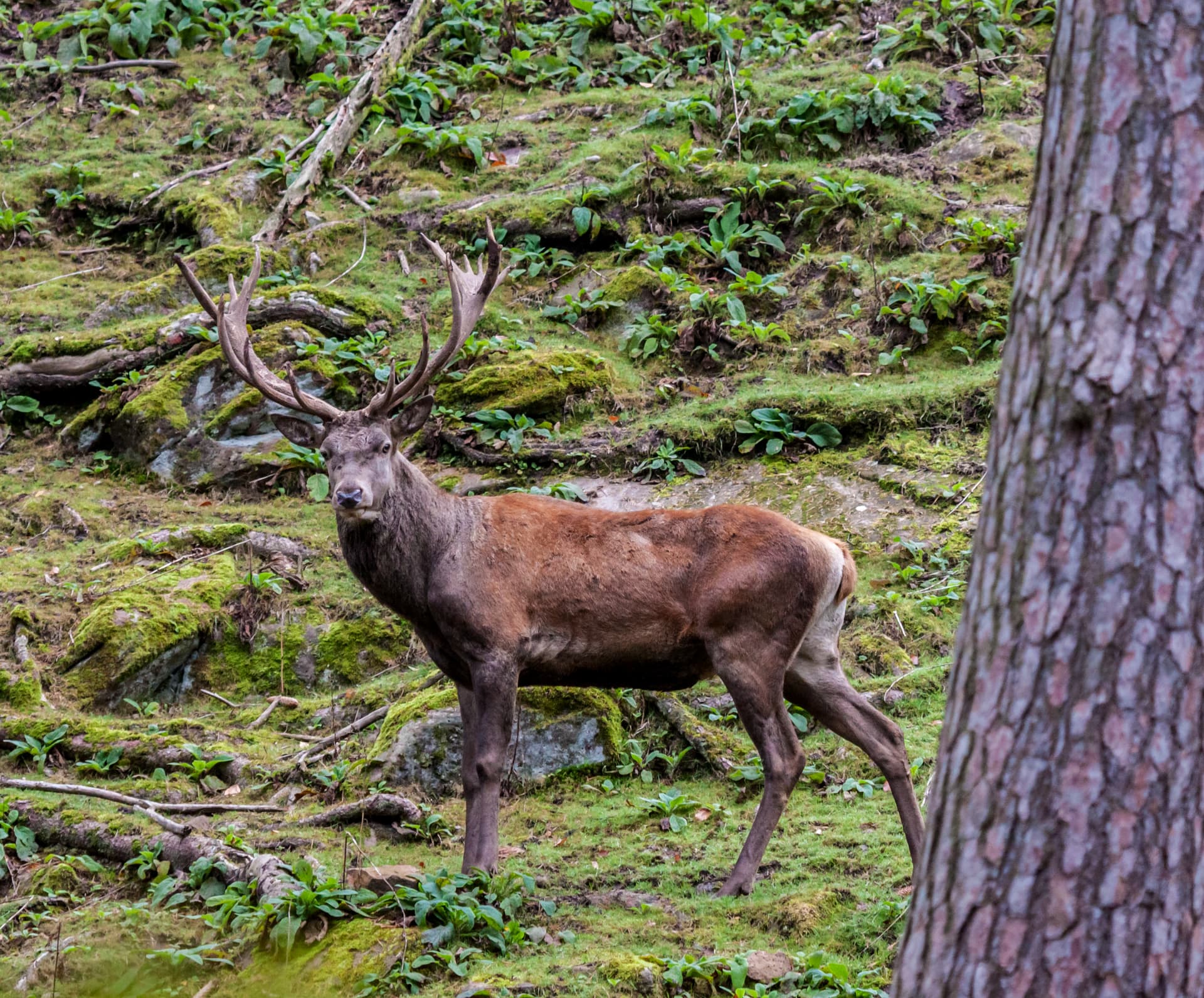 European Hunting Seasons: An Overview by Species