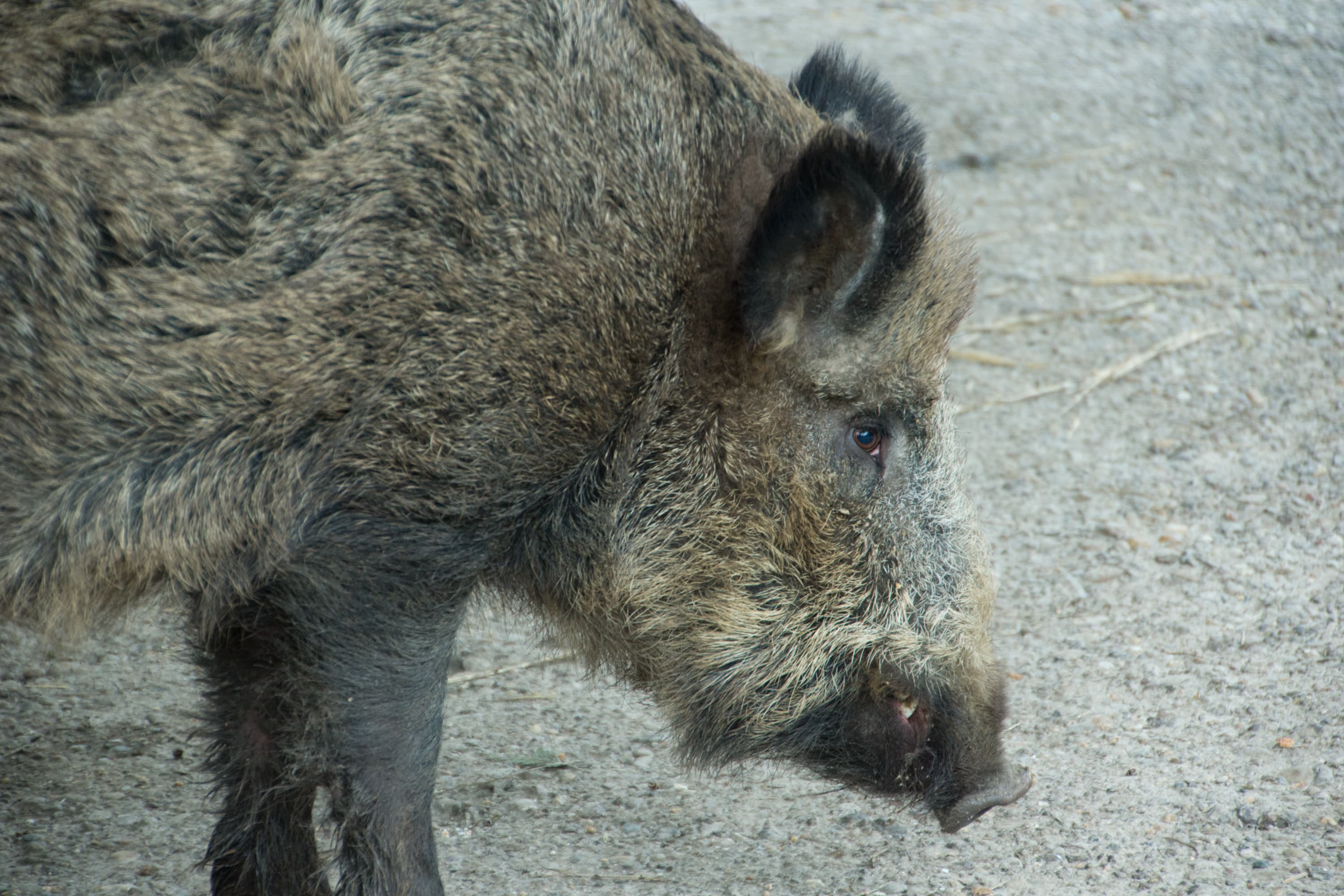 Drijfjacht op wild zwijn en edelhert