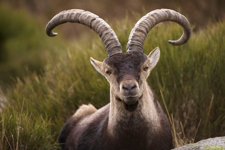 Hunting in Spain: the montería, the ibex, and the regional patchwork of rules
