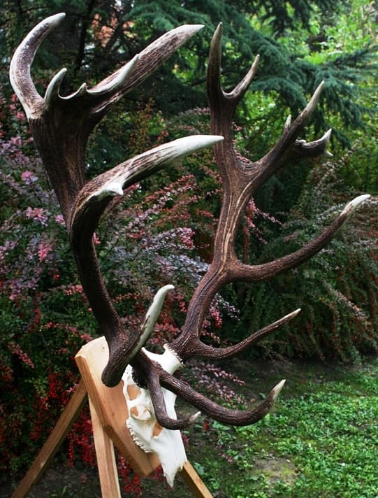 Hunting in Hungary: Europe's Heavyweight Red Deer Country