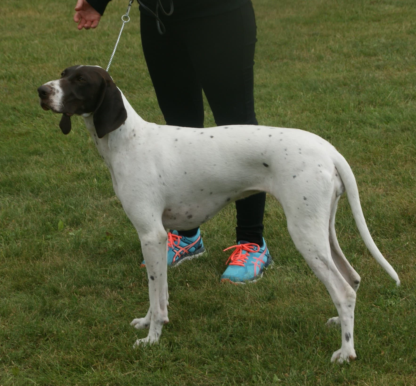 Choosing a Hunting Dog: Which Breed Fits Your Style of Hunting?