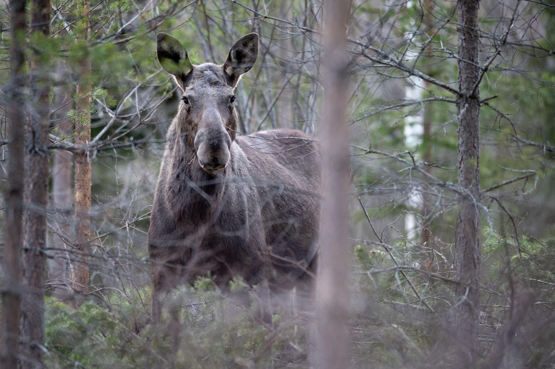 Elandjacht in Zweeds Lapland