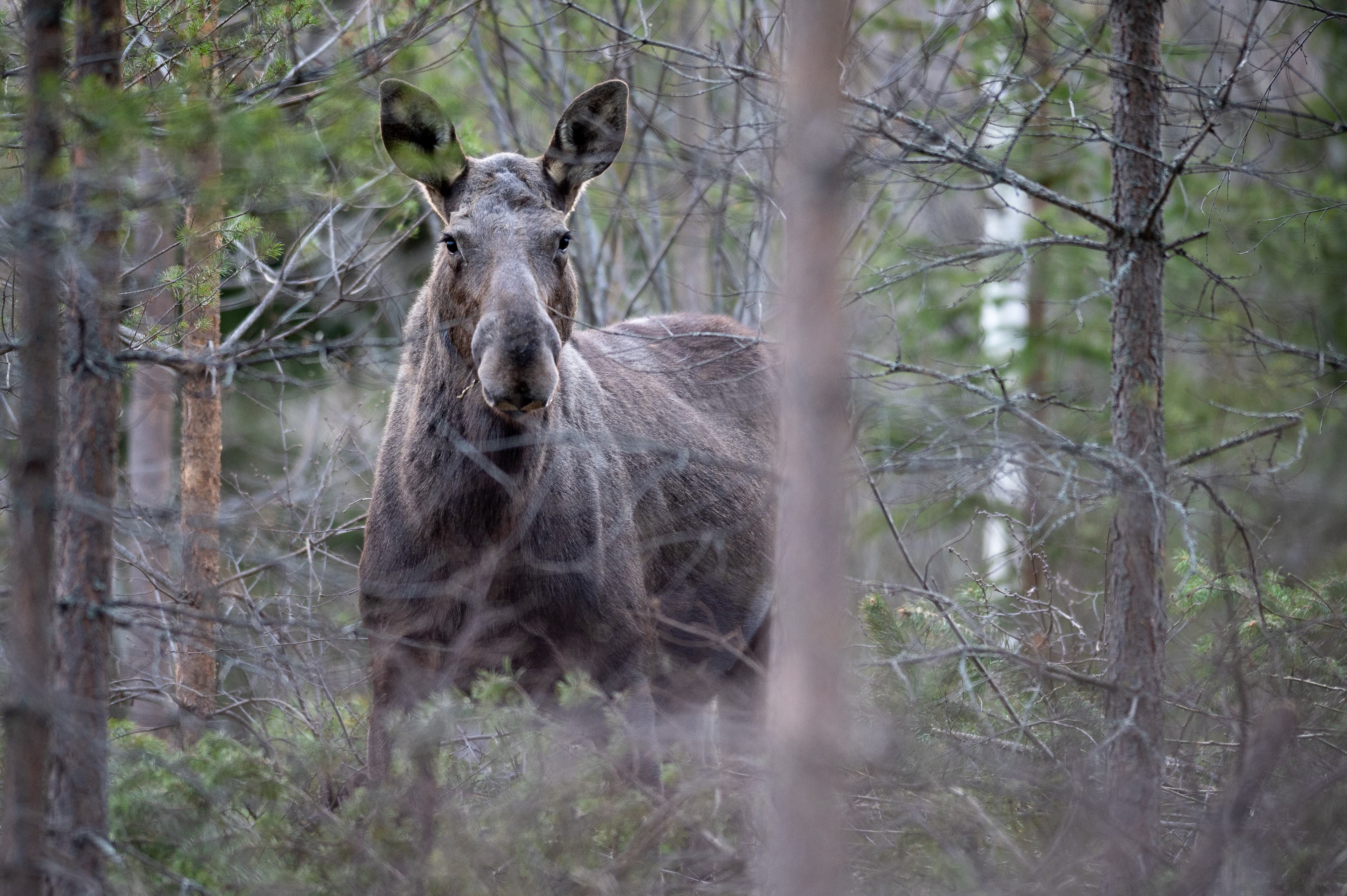 Elandjacht in Zweeds Lapland
