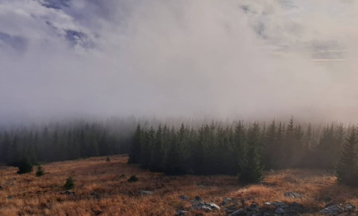 Driven hunt in the Czech Republic. 4 available places at a discounted price