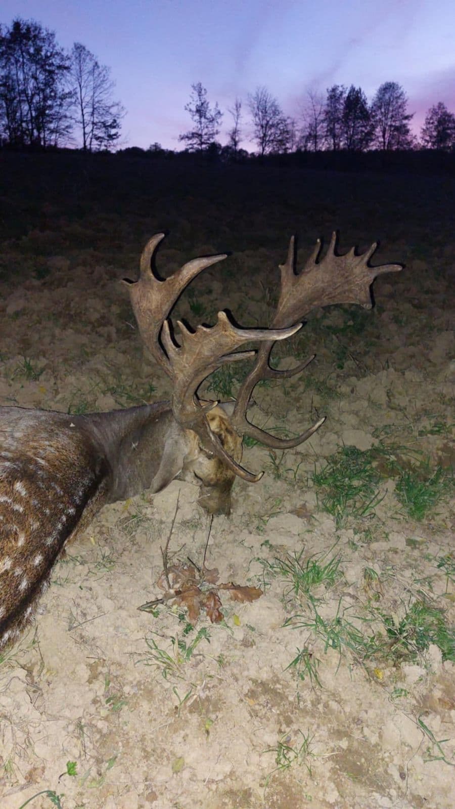 Fallow Deer Stag Hunt in Hungary