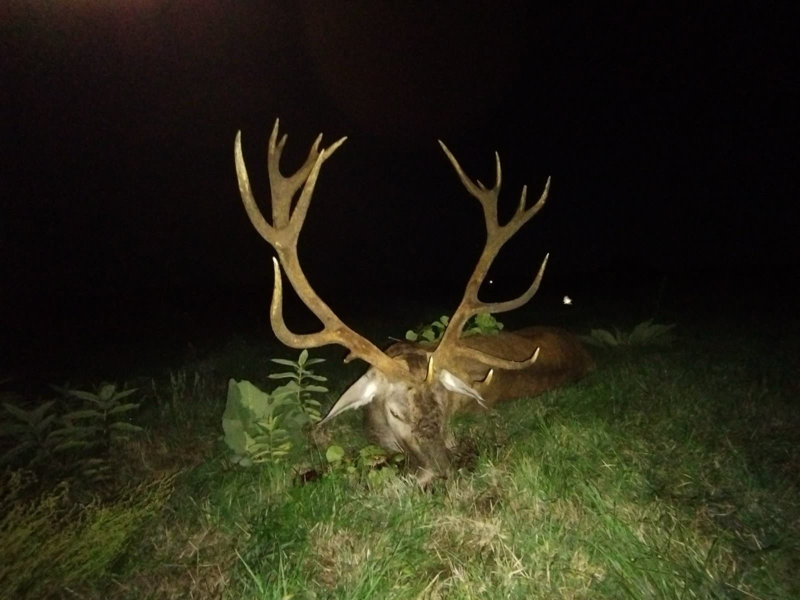Red stag hunting