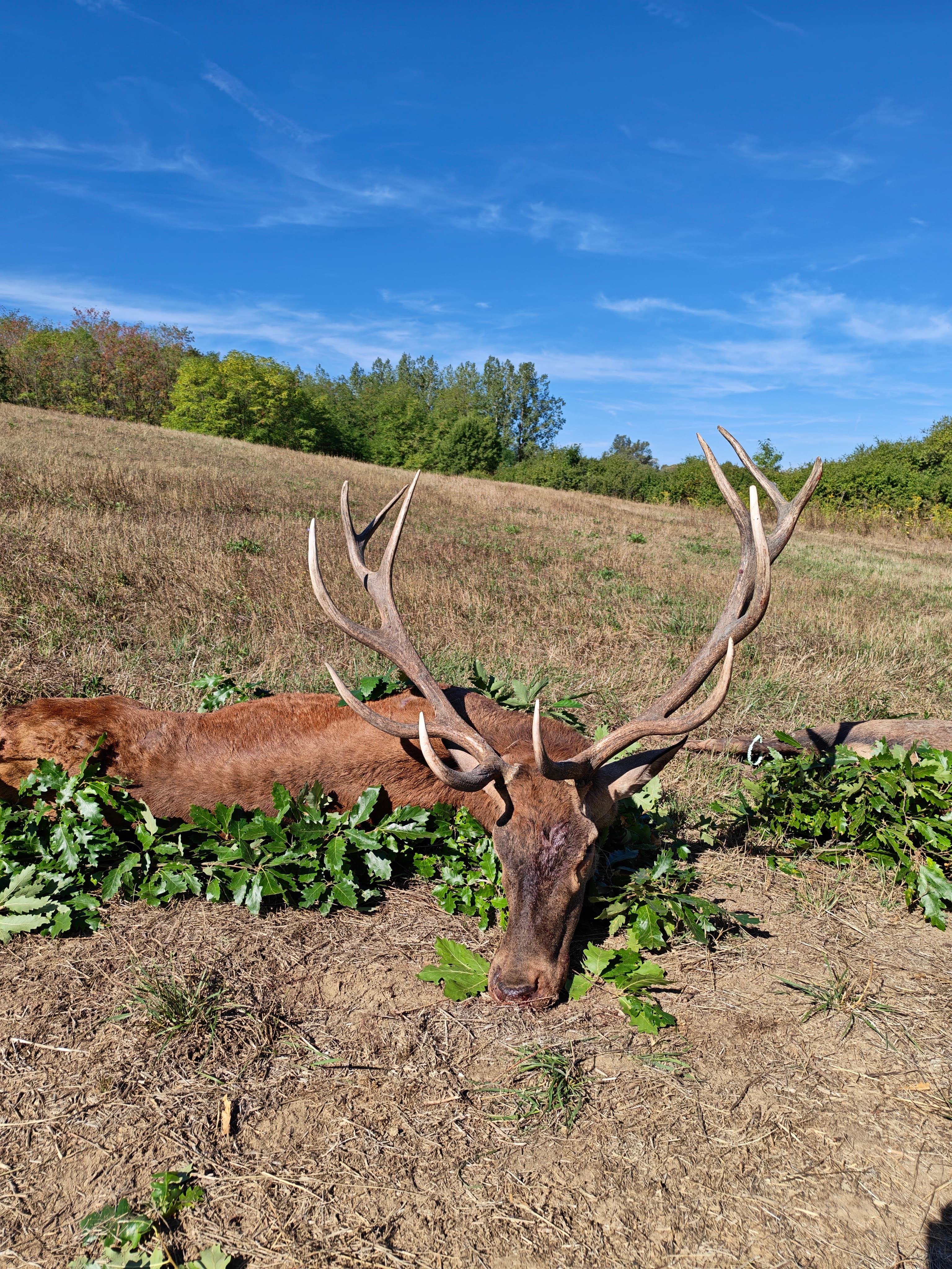 Red stag hunting photo 3