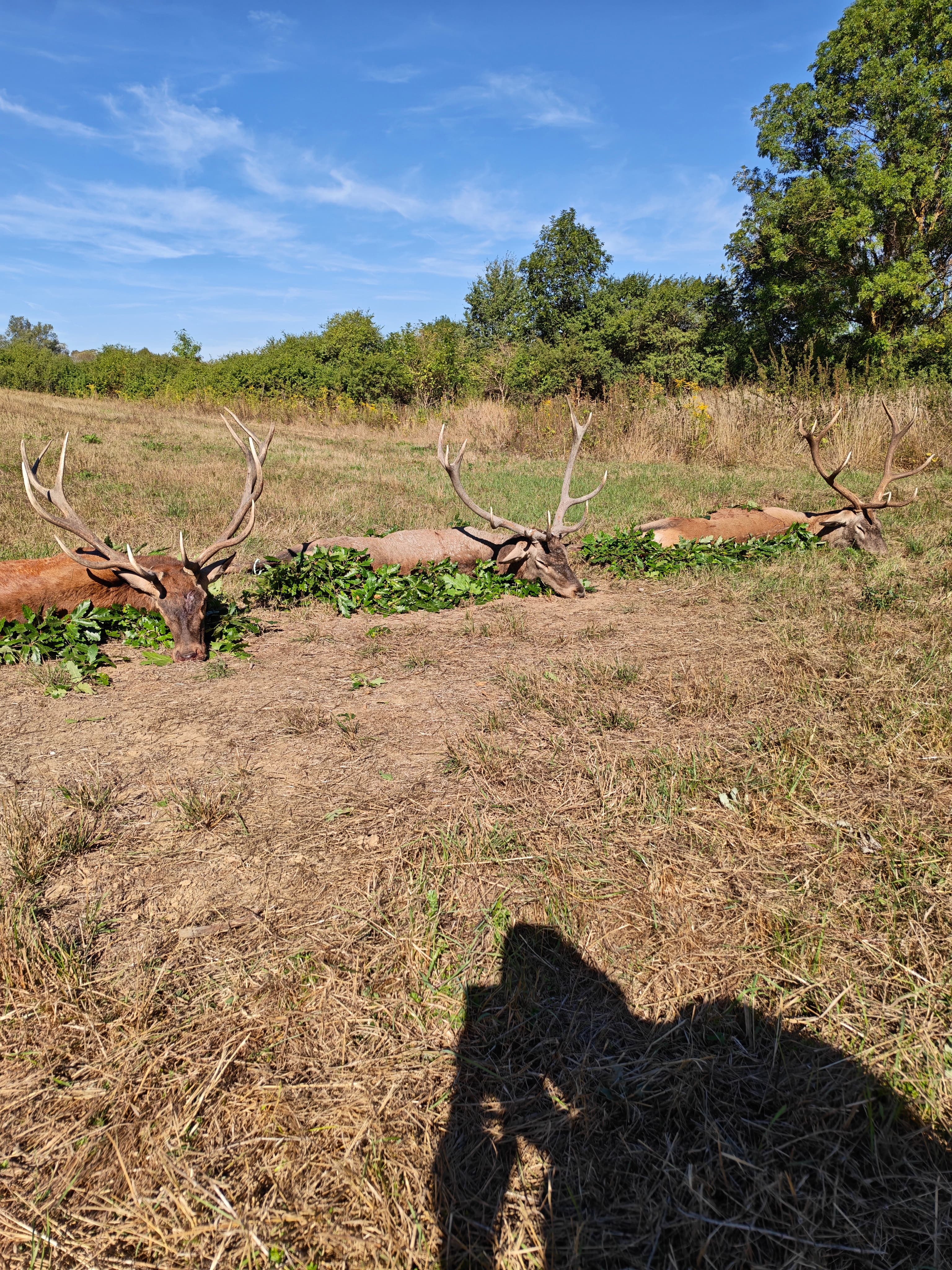 Red stag hunting photo 4