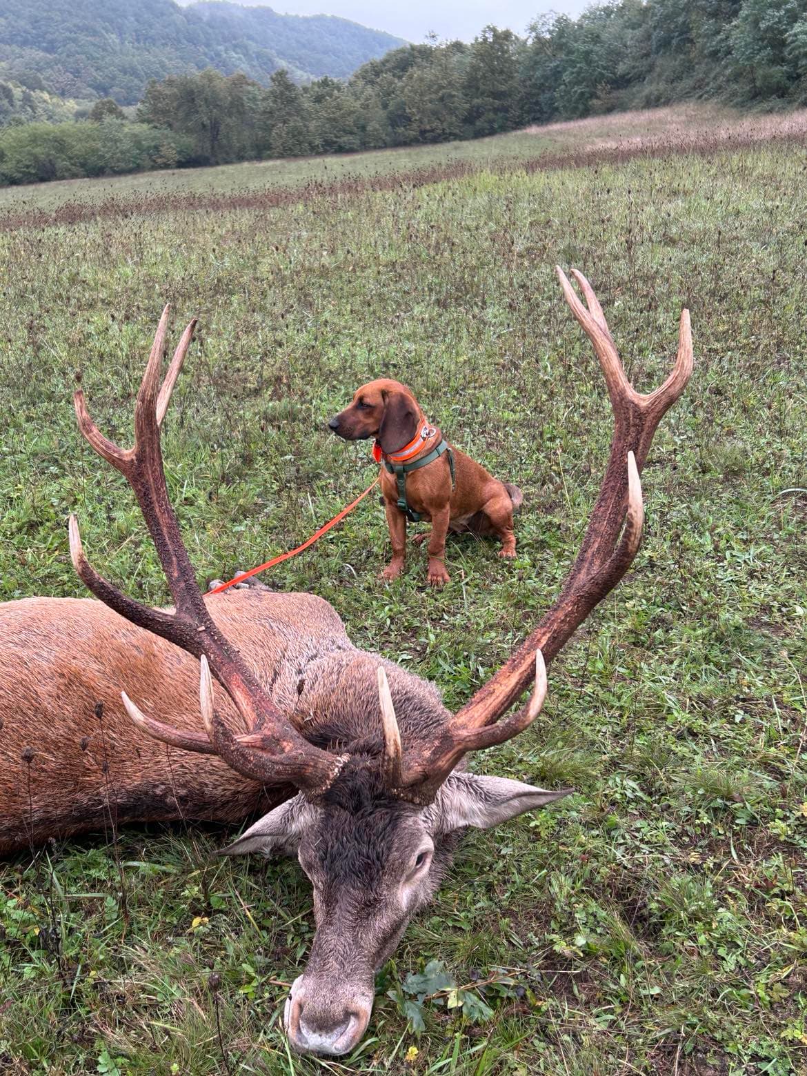 Red stag hunting photo 5