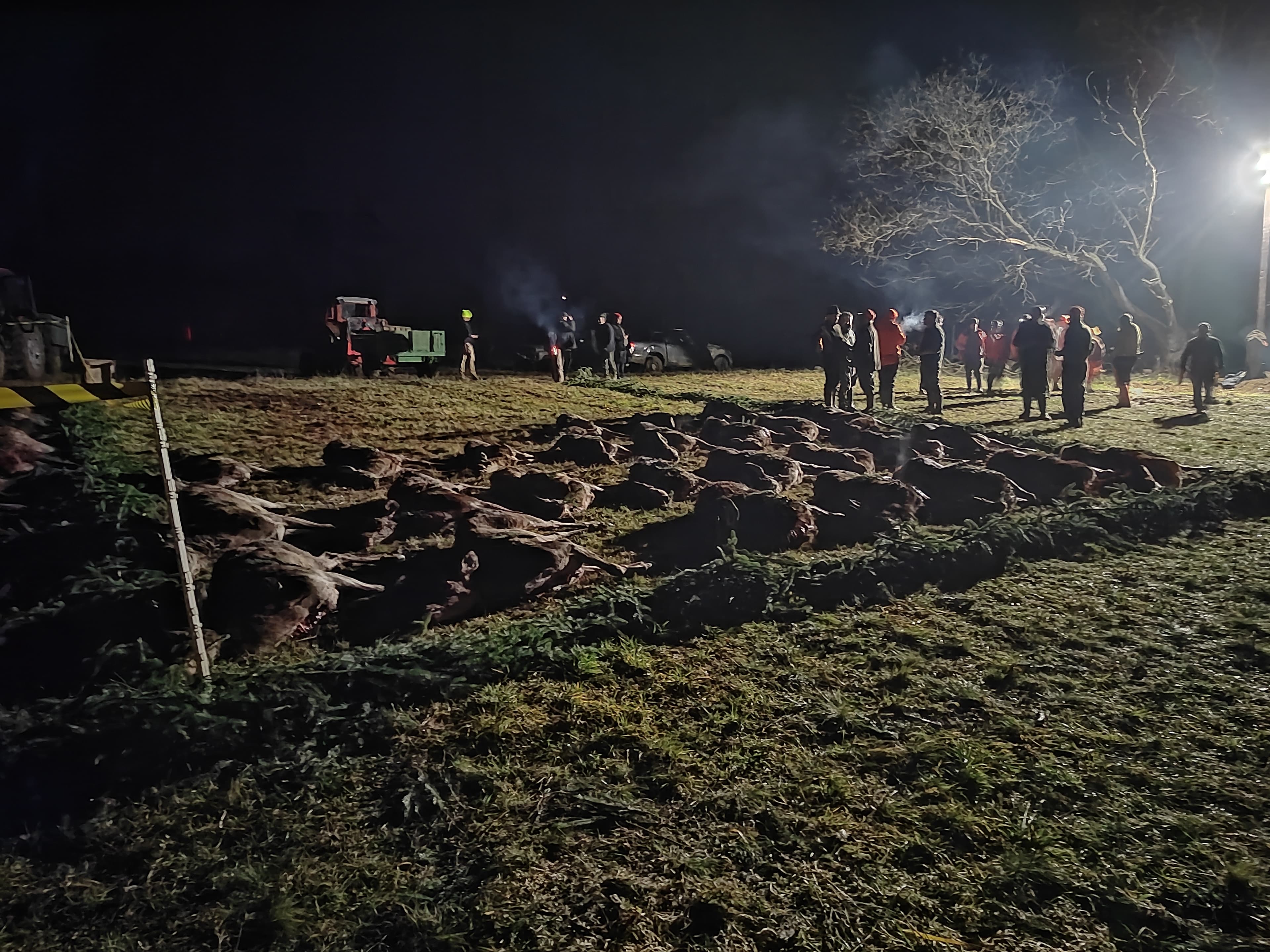 Multi-Day Driven Hunt in Hungary photo 3