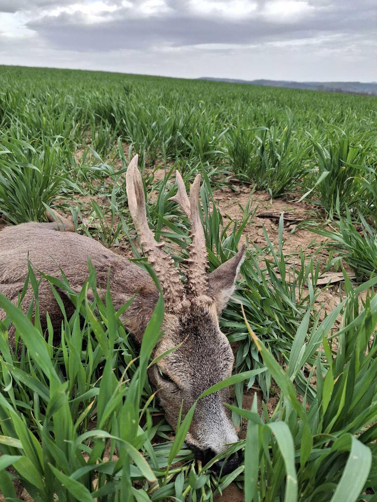 Roe Buck hunting in Hungary