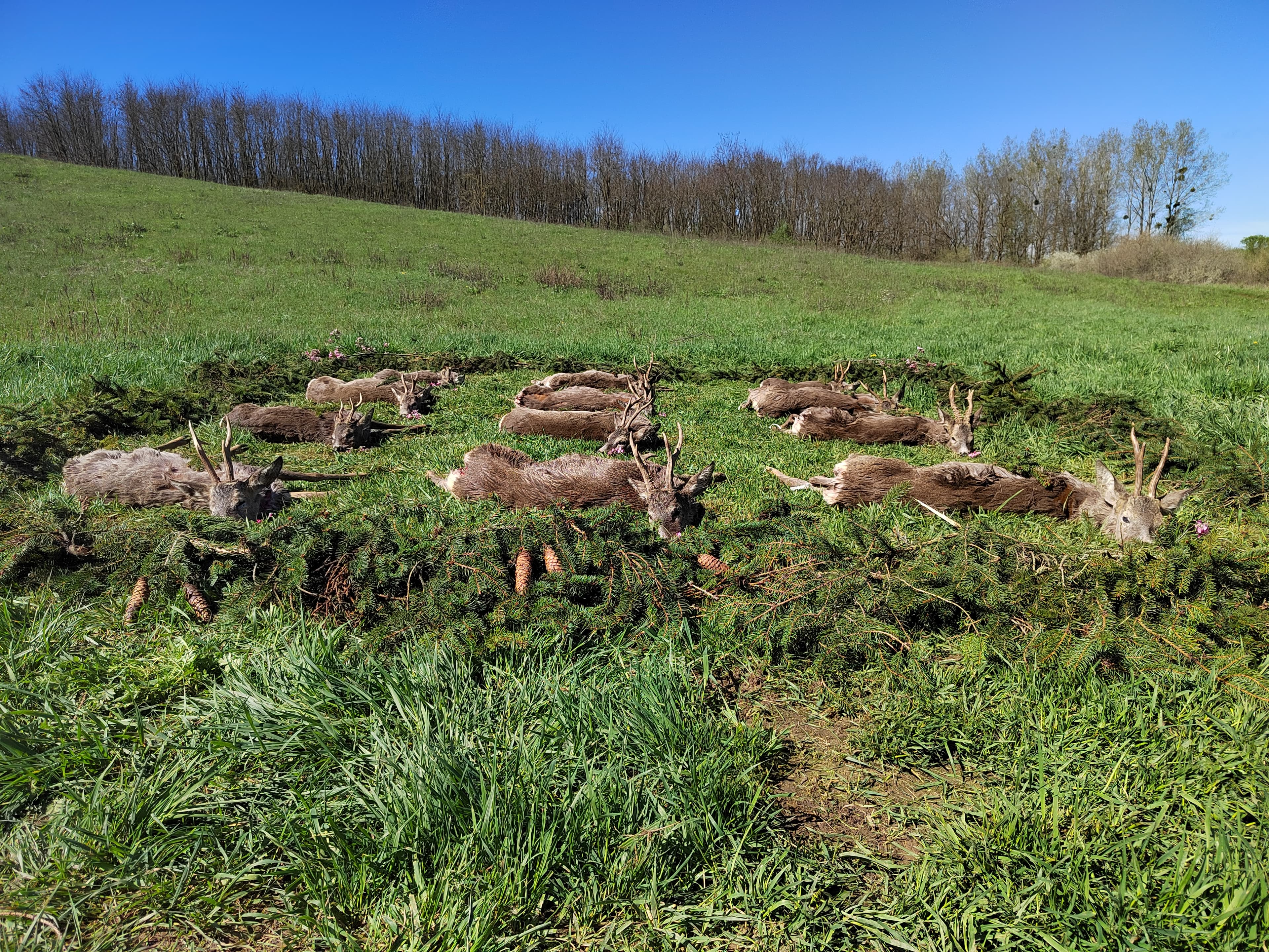 Roe Buck hunting in Hungary photo 3