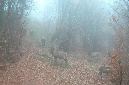 Driven Hunt in the Czech Republic – 19–21 November 2026 (last 4 places) photo 4