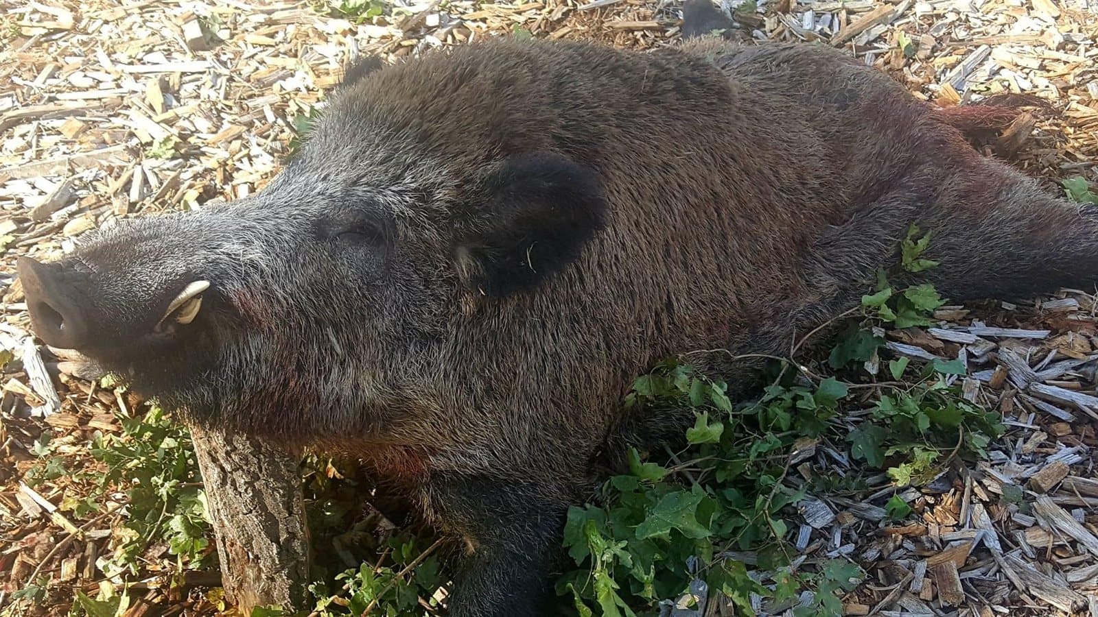 Driven Hunt in the Czech Republic – 19–21 November 2026 (last 4 places) photo 5