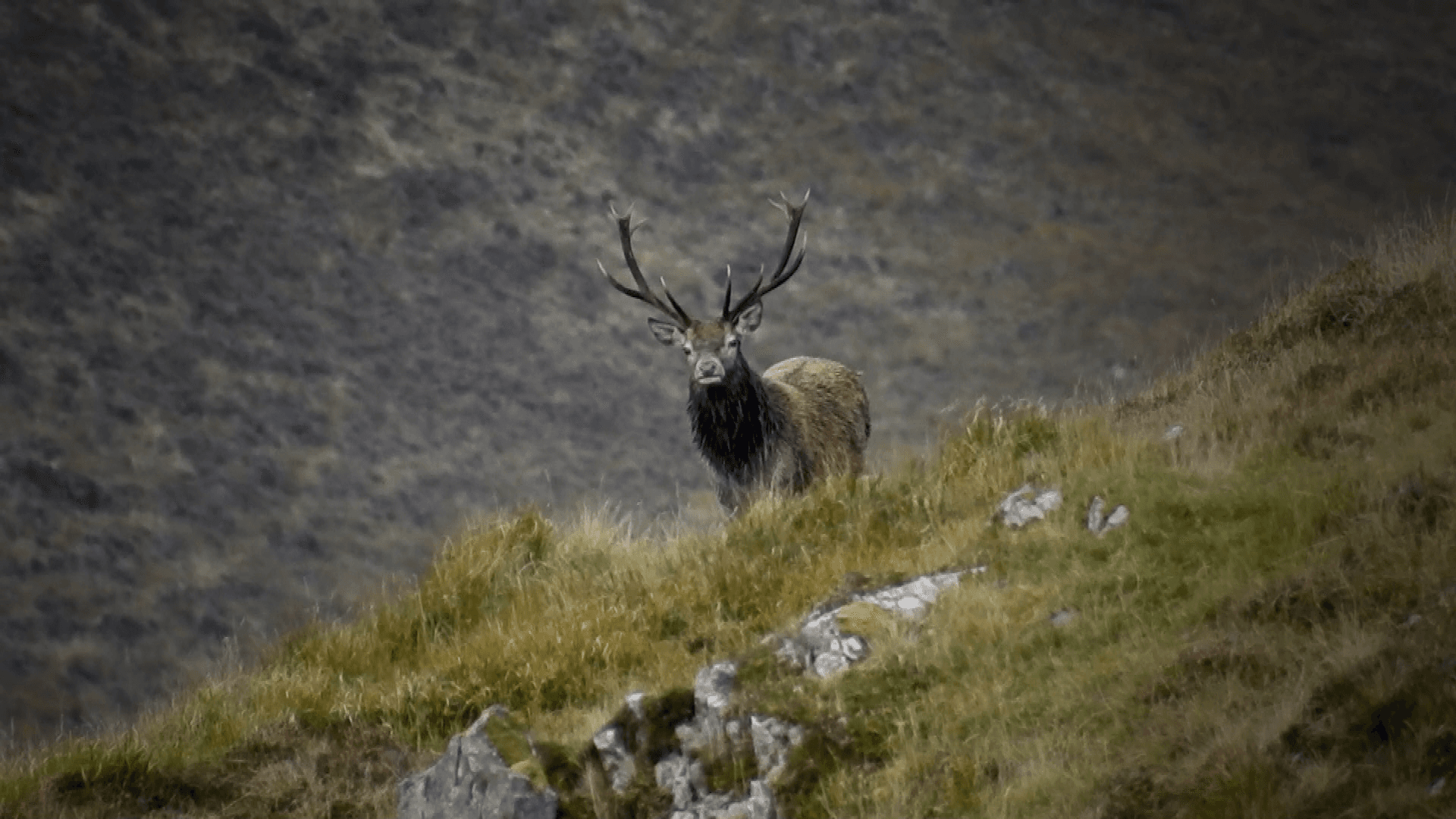 Rode hertenjacht op Ben Alder Estate