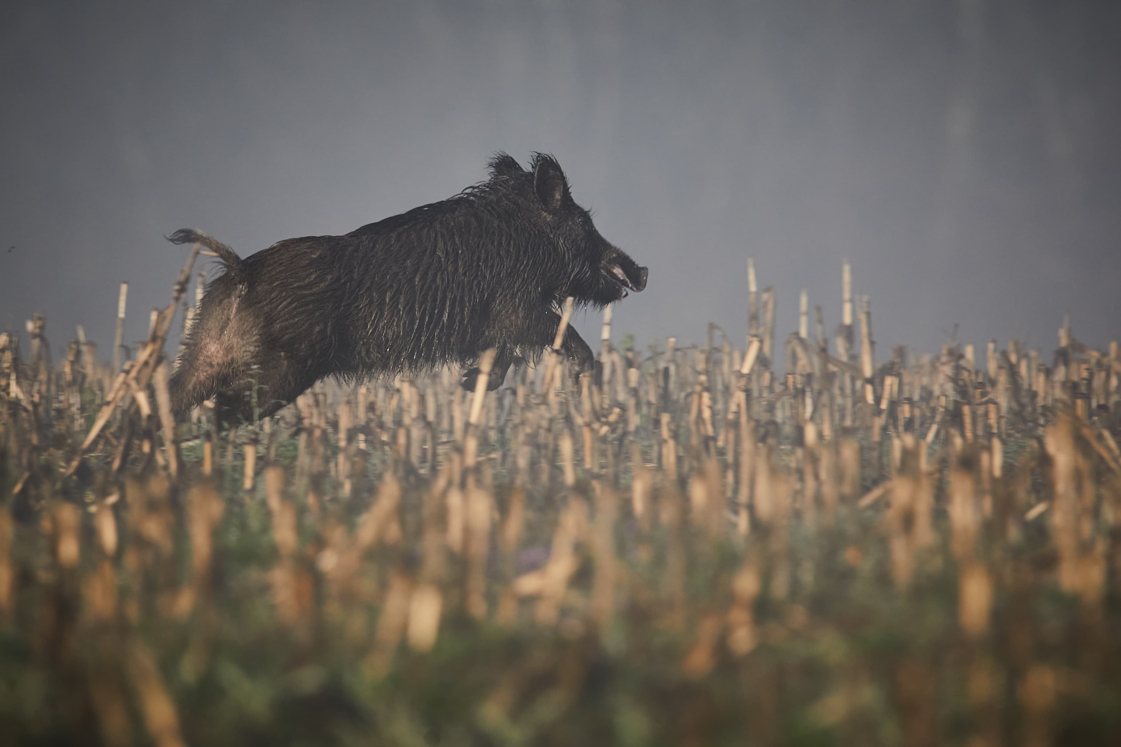Zerwirkseminar – Wild verwerken